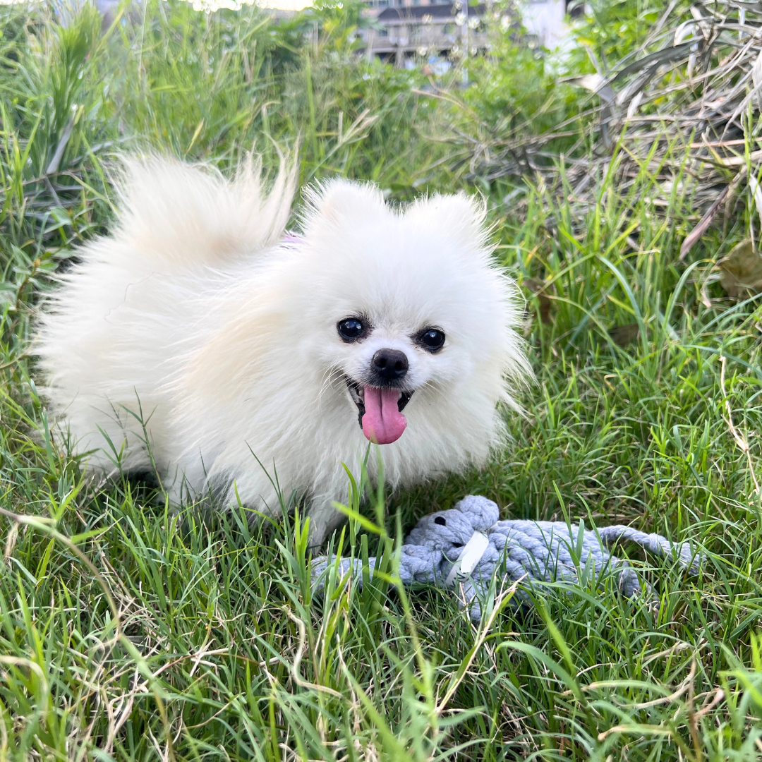 Ella the Elephant Rope Toy|Handmade Dog Rope Toy