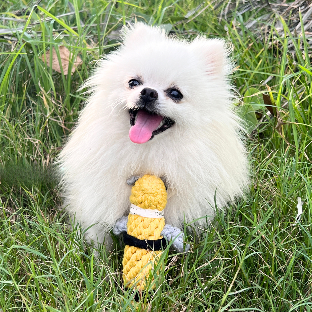 Pet Bee Rope Queen the Bee Rope Toy|Handmade Dog Rope Toy