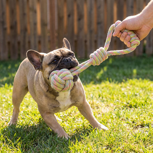 Dog playing with a rope toy in a grassy area
