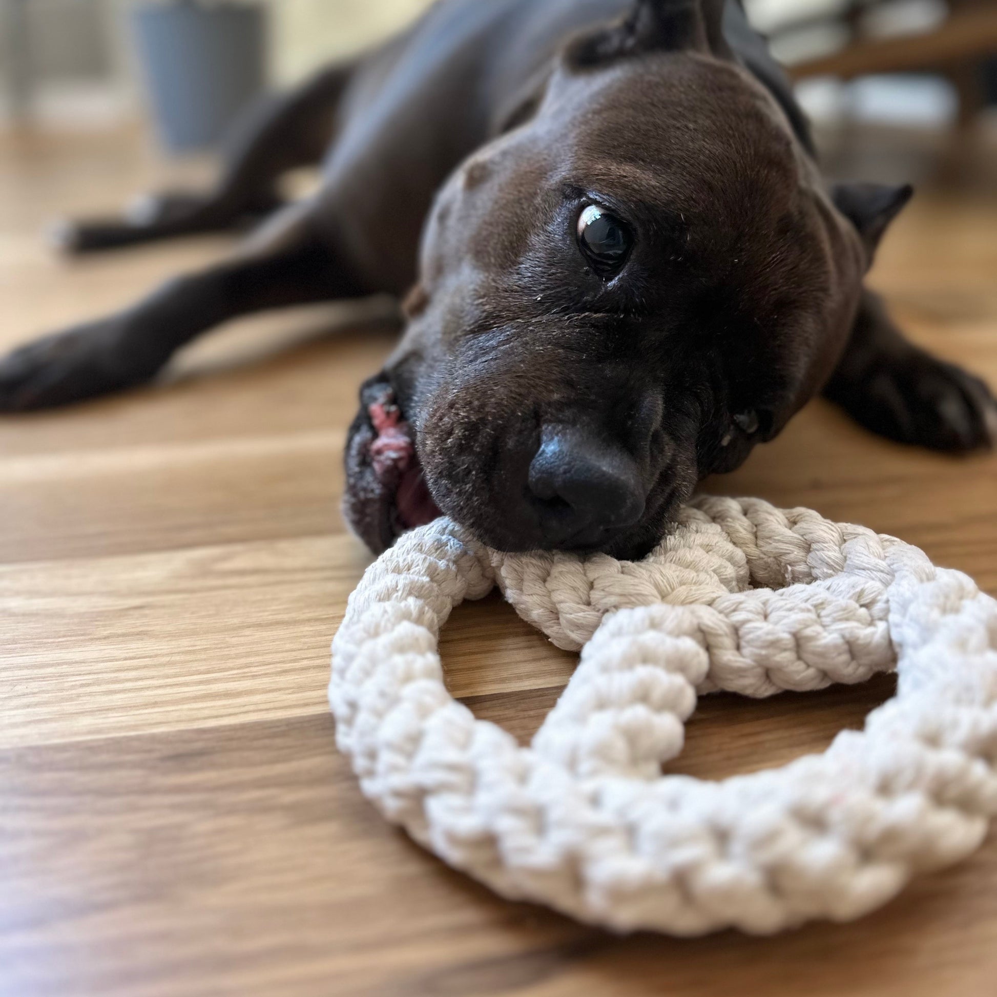 Dog lying on a wooden floor with a white rope toy