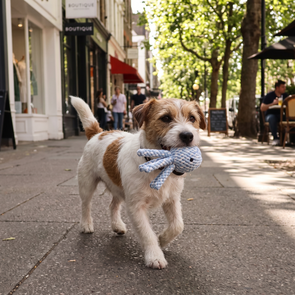 A small white and tan dog walking on a city sidewalk while holding a blue-and-white octopus rope toy in its mouth. Shops and trees line the street in the background.