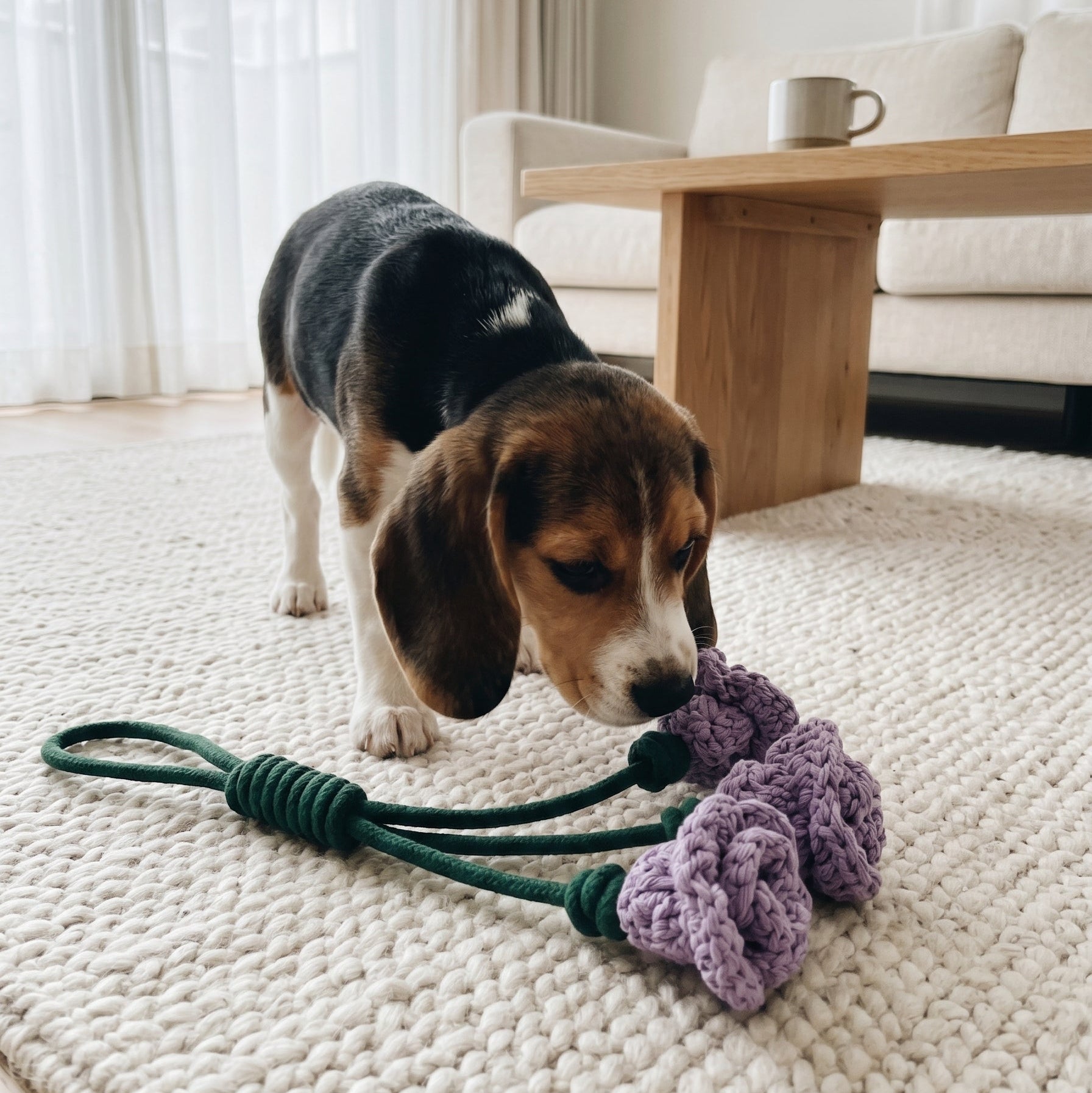 A beagle dog playing with a purple crocheted tug toy on a cream-colored textured rug in a bright, modern living room.